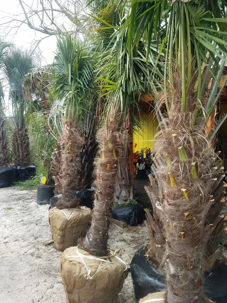 Affordable yard maintenance for year-round maintenance in Foley, AL by Mike's Produce & Plants