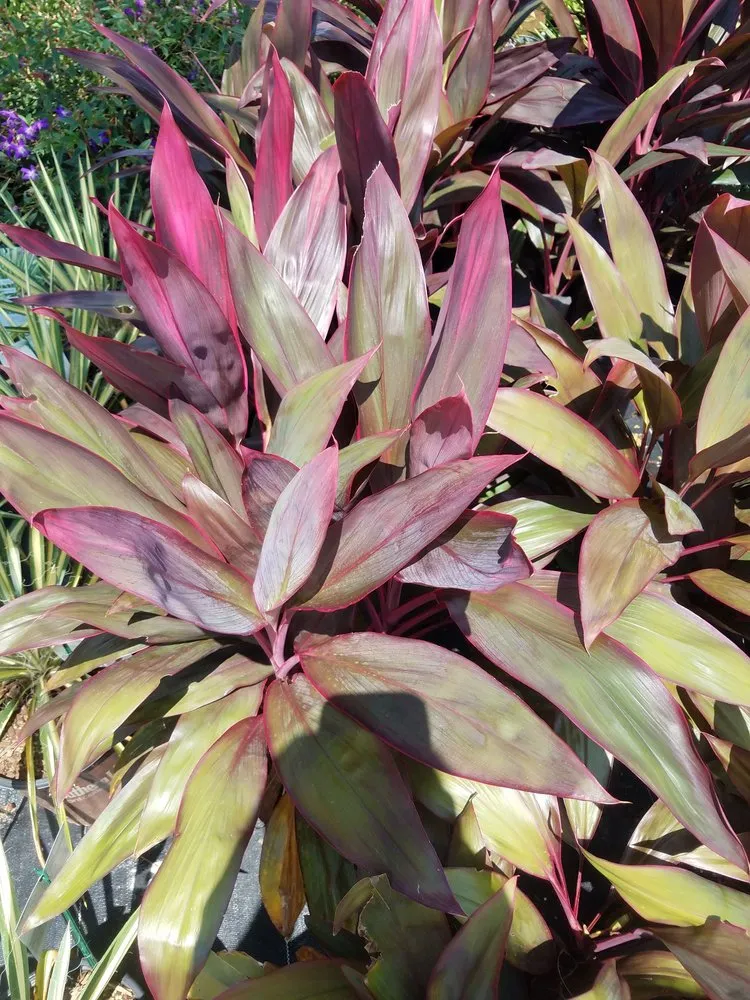 Professional landscape design near you across Foley, AL - Mike's Produce & Plants