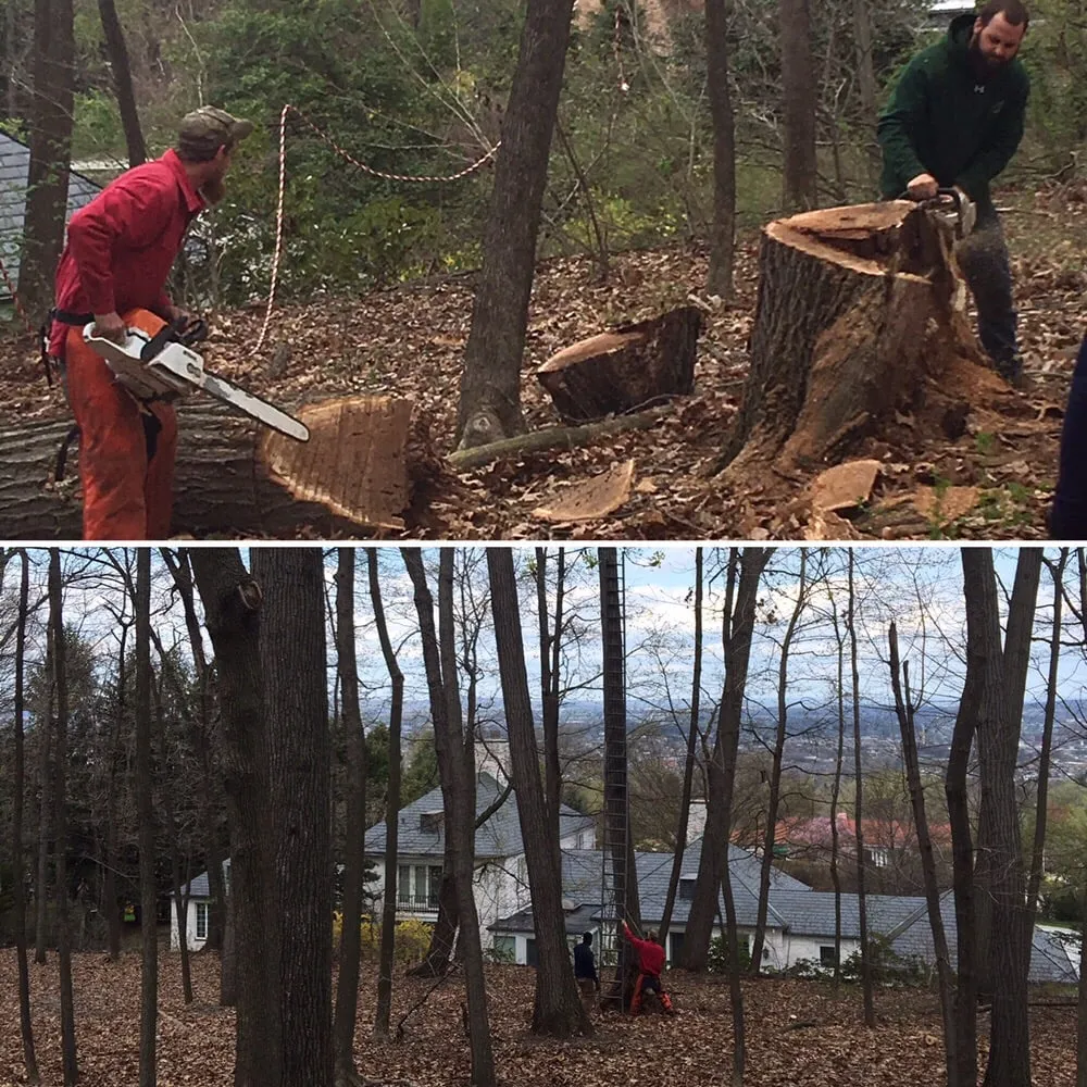 Reliable yard cleanup service experts serving York, PA - Mike's Professional Lawn Care