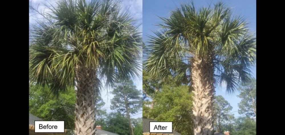 Affordable landscaping services experts serving Wilmington, NC - Mikes Pruning and Trimming
