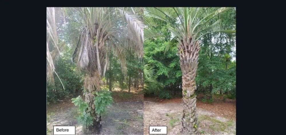 Professional yard cleanup service experts serving Wilmington, NC - Mikes Pruning and Trimming