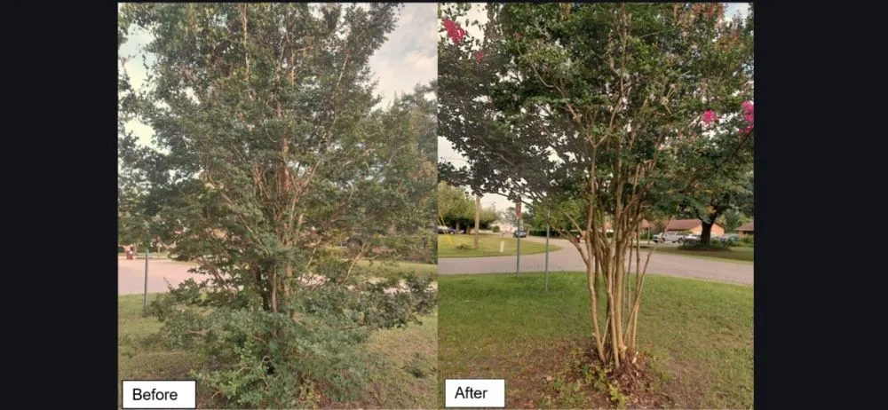 Top-rated landscape installation experts serving Wilmington, NC - Mikes Pruning and Trimming