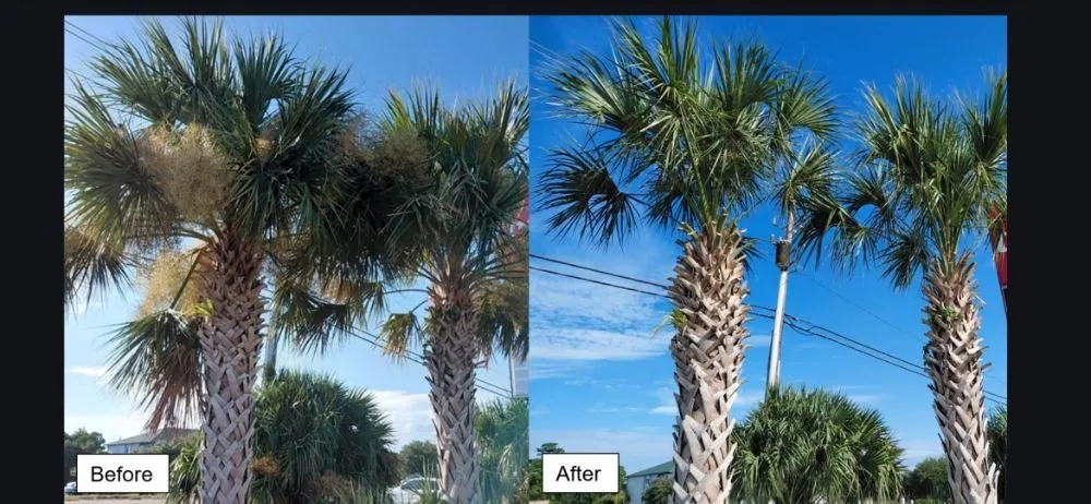 Trusted garden landscaping in Wilmington, NC - Mikes Pruning and Trimming