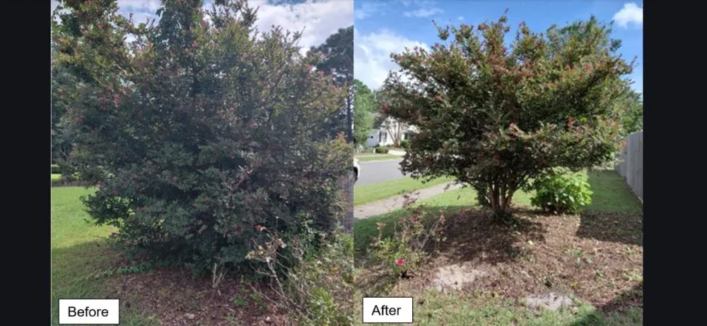 Expert yard maintenance in Wilmington, NC by Mikes Pruning and Trimming