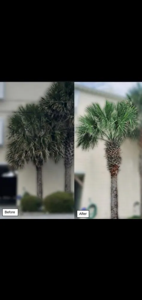 Affordable yard cleanup service with custom design across Wilmington, NC - Mikes Pruning and Trimming