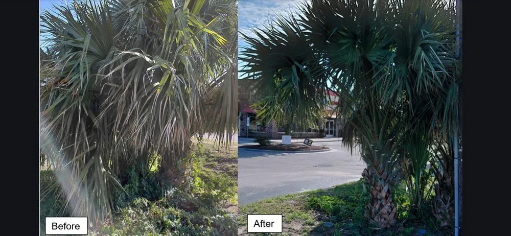 Top-rated lawn mowing service for homes across Wilmington, NC - Mikes Pruning and Trimming