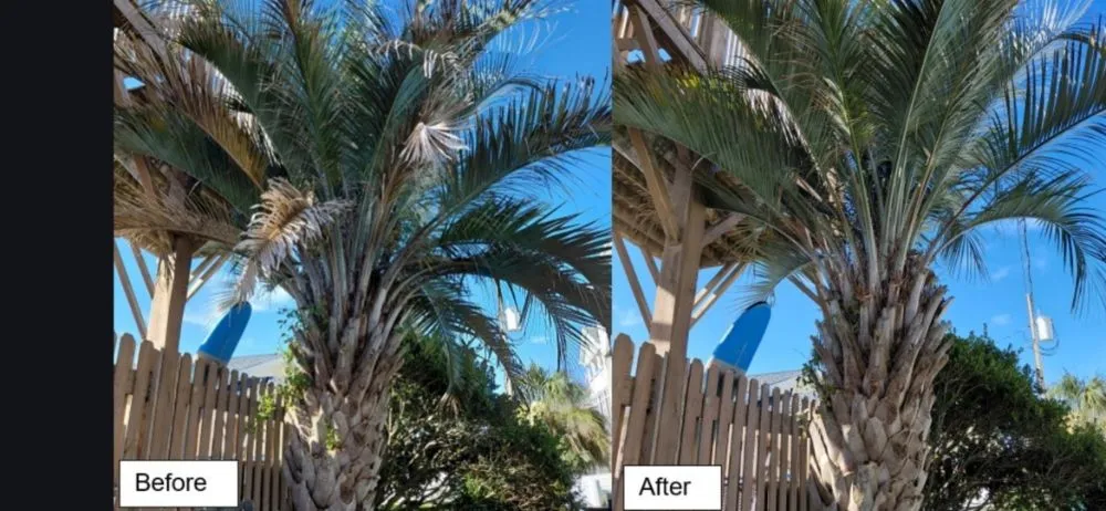 Custom yard cleanup service experts serving Wilmington, NC - Mikes Pruning and Trimming