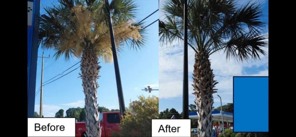 Expert yard cleanup service for beautiful yards in Wilmington, NC by Mikes Pruning and Trimming