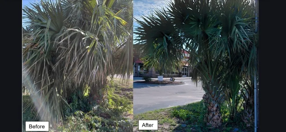 Top-rated landscaping services for year-round maintenance across Wilmington, NC - Mikes Pruning and Trimming