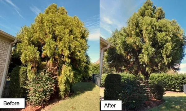 Mikes Pruning and Trimming Logo