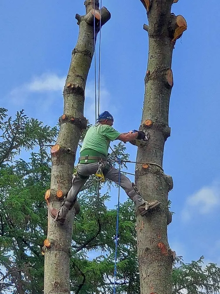 Trusted outdoor landscaping for year-round maintenance across Paoli, PA - Mike's Tree & Landscaping