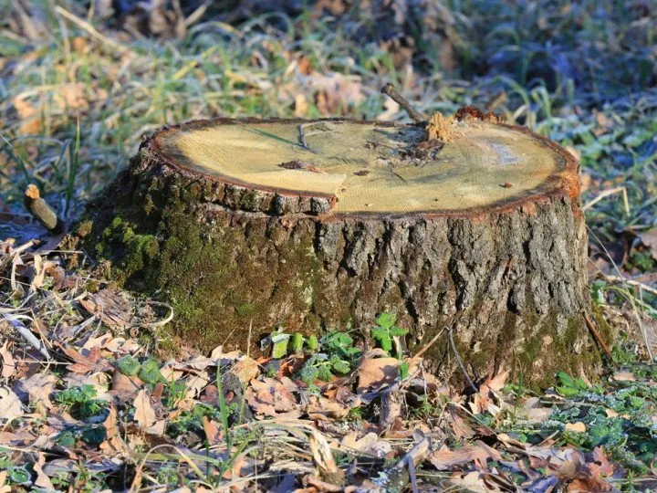 Local residential landscaping in Paoli, PA - Mike's Tree & Landscaping