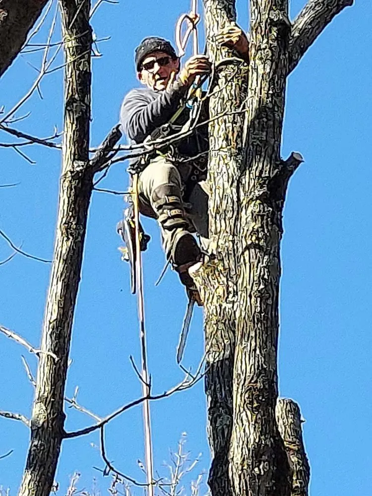 Custom landscape design in Paoli, PA by Mike's Tree & Landscaping