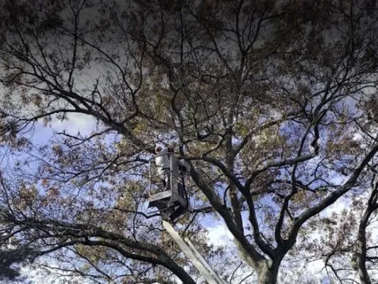 Mike's Tree & Landscaping