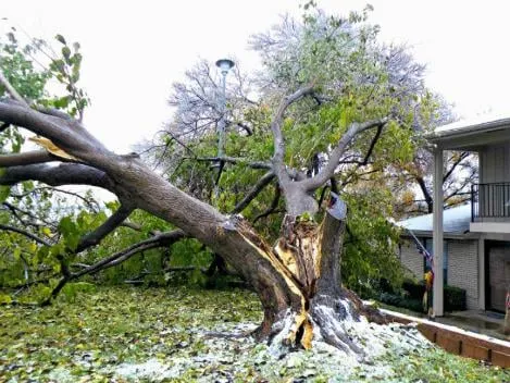 Custom landscaping services experts serving Byron, GA - Mike's Tree & Landscaping Service