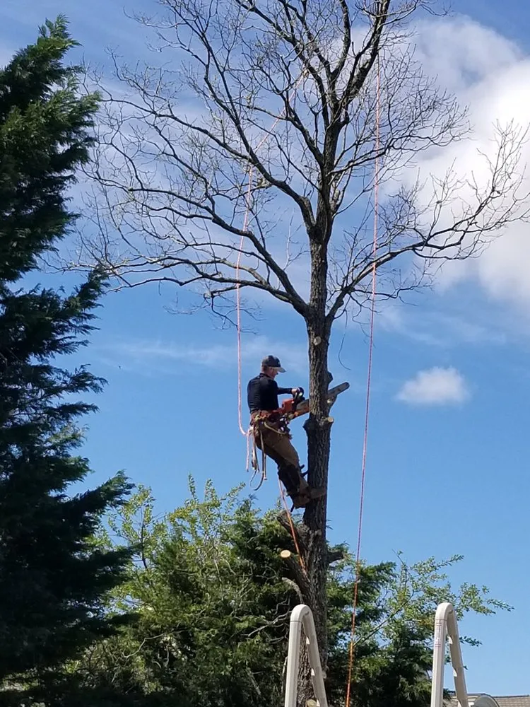Reliable outdoor landscaping in Rhoadesville, VA - Mike’s Tree and Landcaping