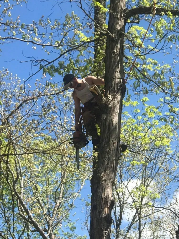 Local landscape installation in Rhoadesville, VA by Mike’s Tree and Landcaping