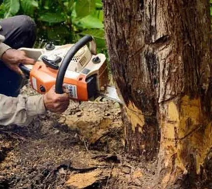 Mikes Tree Service & Landscaping