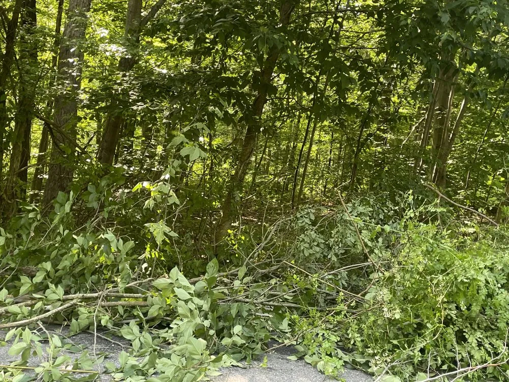 Affordable outdoor landscaping in Torrington, CT - Mike's Tree Service & Landscaping