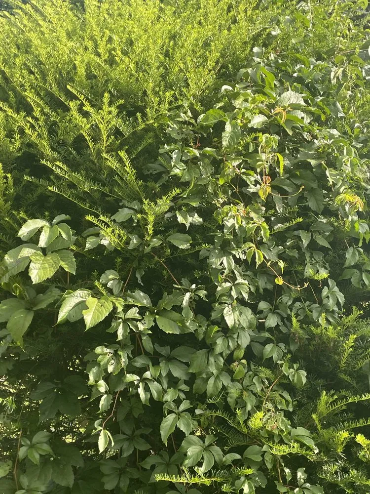 Professional landscaping services in Torrington, CT by Mike's Tree Service & Landscaping