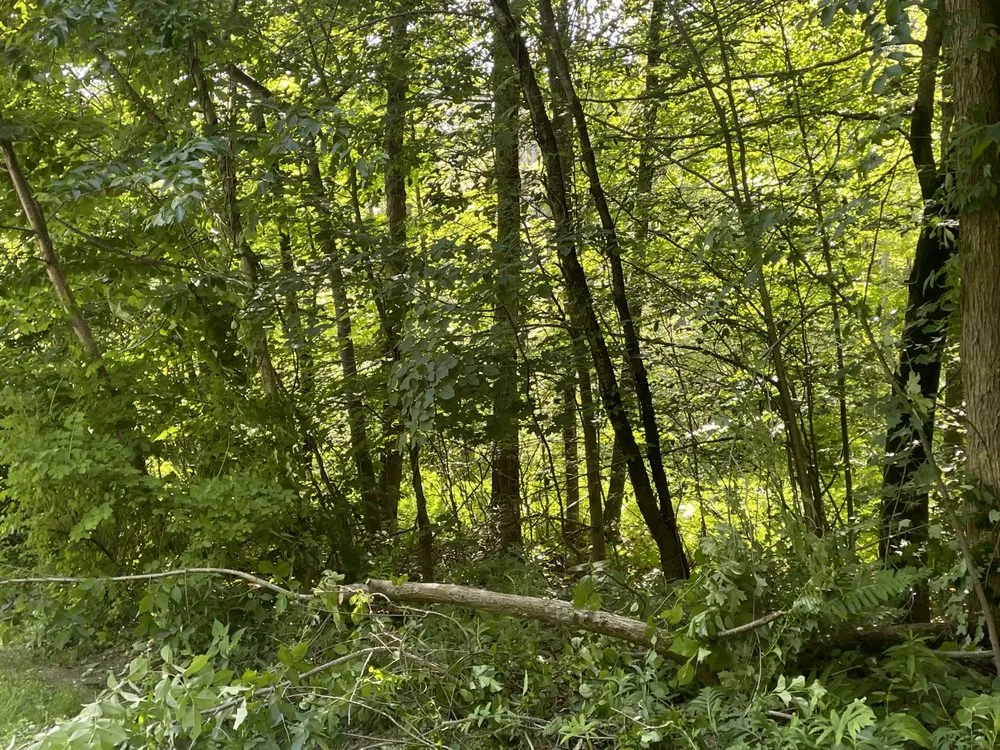 Local yard maintenance for beautiful yards in Torrington, CT by Mike's Tree Service & Landscaping