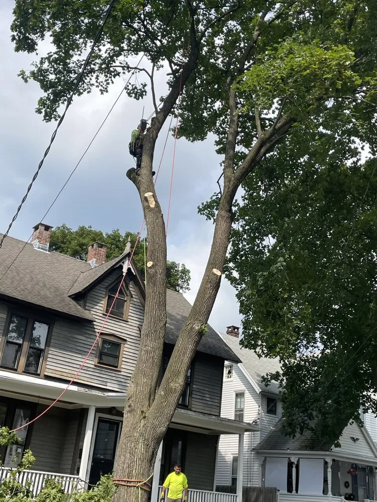 Affordable yard maintenance experts serving Torrington, CT - Mike's Tree Service & Landscaping