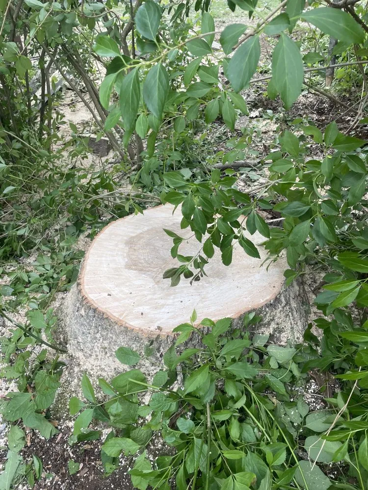 Custom residential landscaping in Torrington, CT - Mike's Tree Service & Landscaping