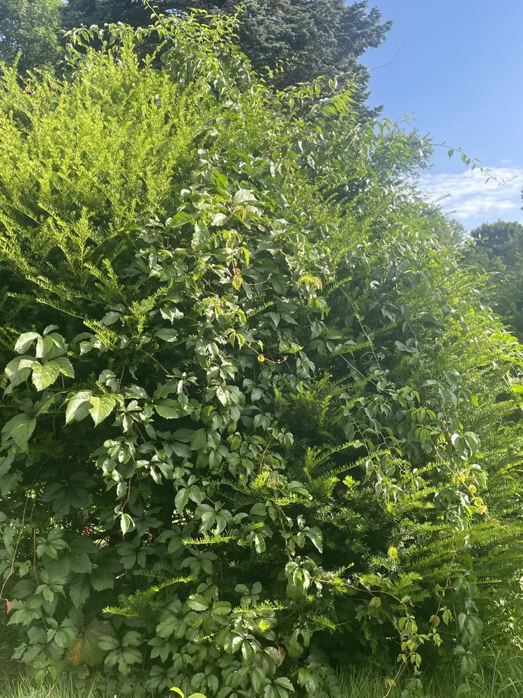 Expert yard maintenance in Torrington, CT - Mike's Tree Service & Landscaping