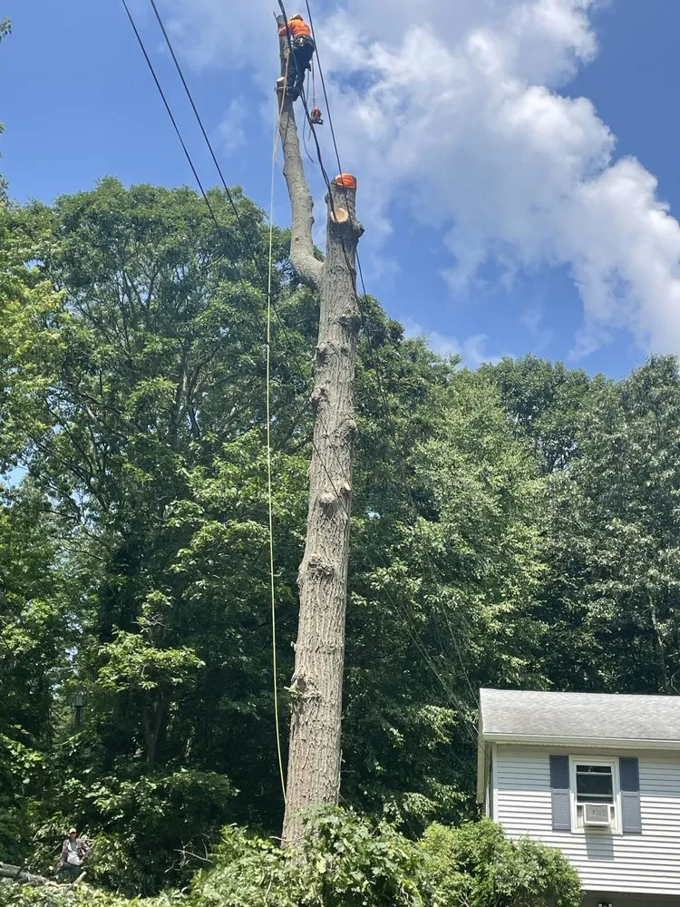 Custom lawn care service experts serving Torrington, CT - Mike's Tree Service & Landscaping