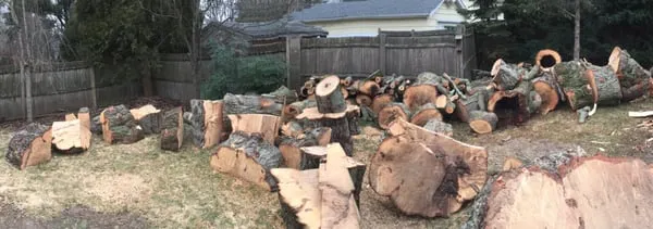 Mike's Tree Service Logo