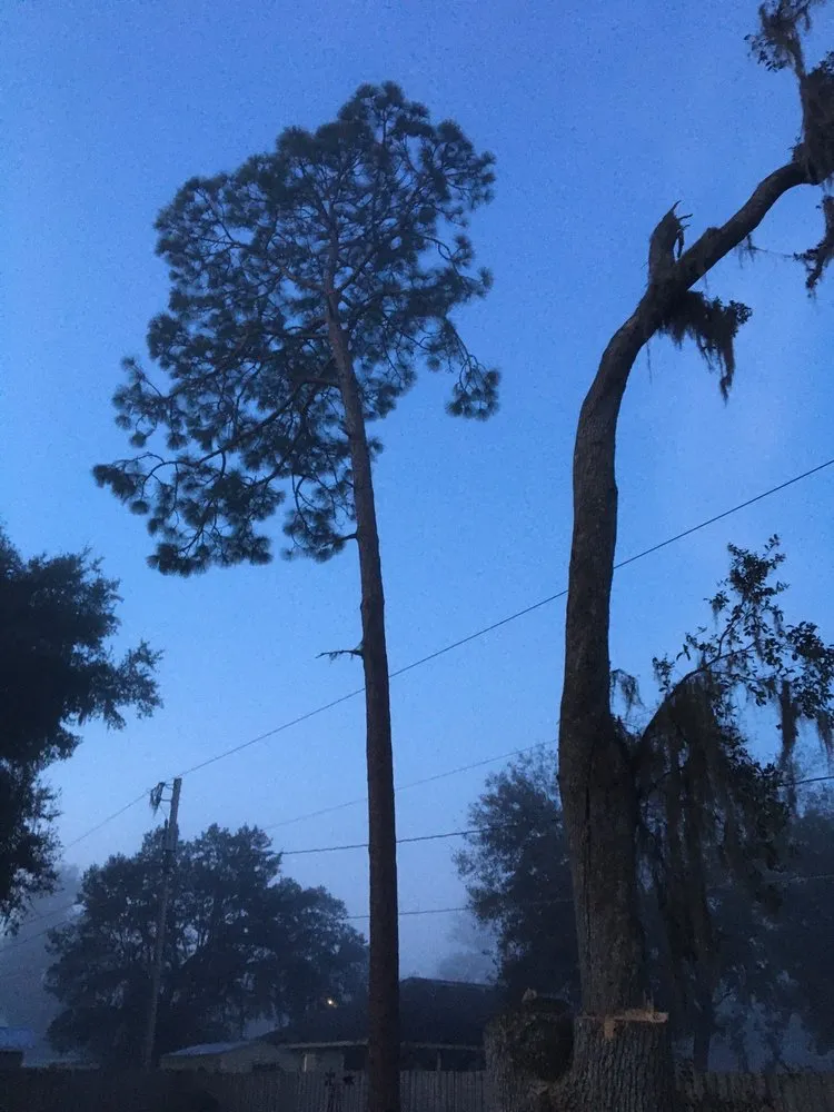 Professional landscaping services for outdoor upgrades across Gainesville, FL - Mike's Tree Service