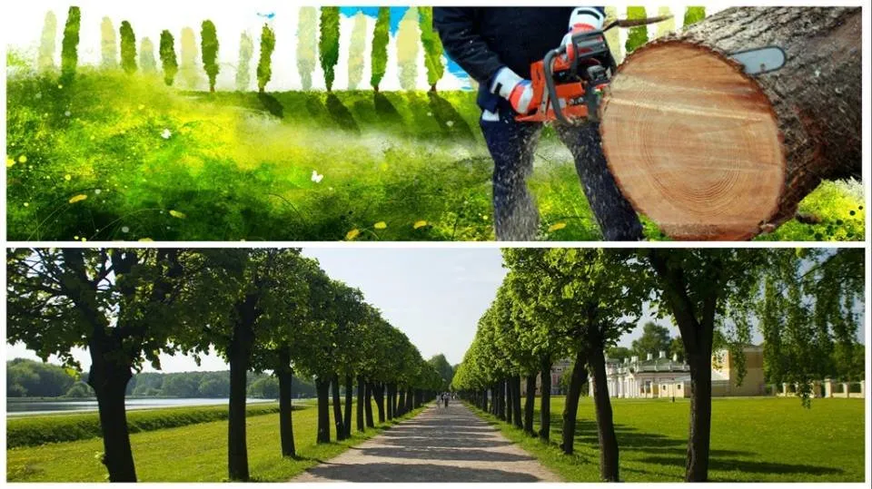 Expert yard cleanup service for outdoor upgrades across Hillsboro, OH - Mike's Tree Service