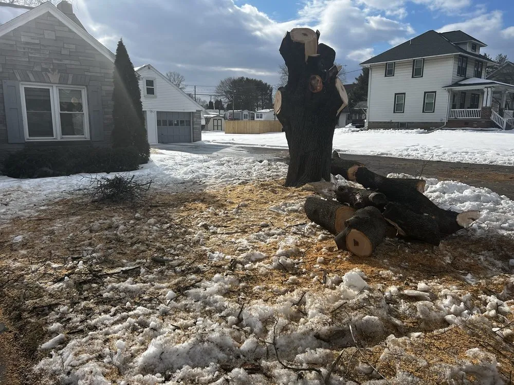 Professional yard cleanup service in York, PA - Mikes Tree Services