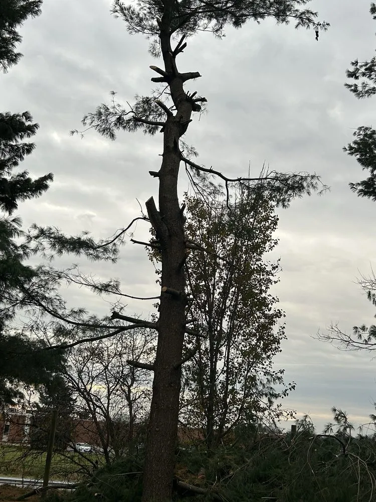 Affordable landscape installation for homes across York, PA - Mikes Tree Services