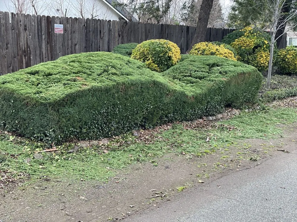 Affordable landscaping services experts serving Chico, CA - Mike's Yard Care
