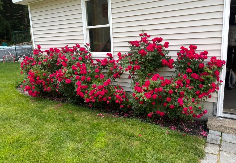 Custom residential landscaping for beautiful yards in Richmond, RI by Mike's Yard Clean up