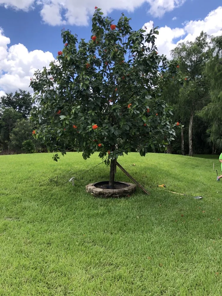 Trusted lawn care service in Naples, FL by Mikes's Southern Green Landscaping