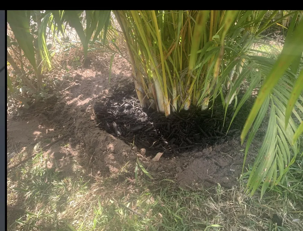 Local yard maintenance for residential properties across Arcadia, FL - Milazzo's Landscaping and Fence