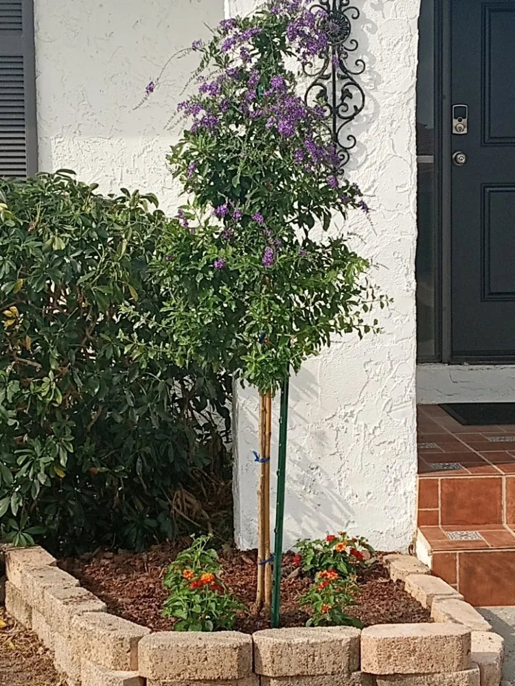 Affordable yard cleanup service experts serving Arcadia, FL - Milazzo's Landscaping and Fence