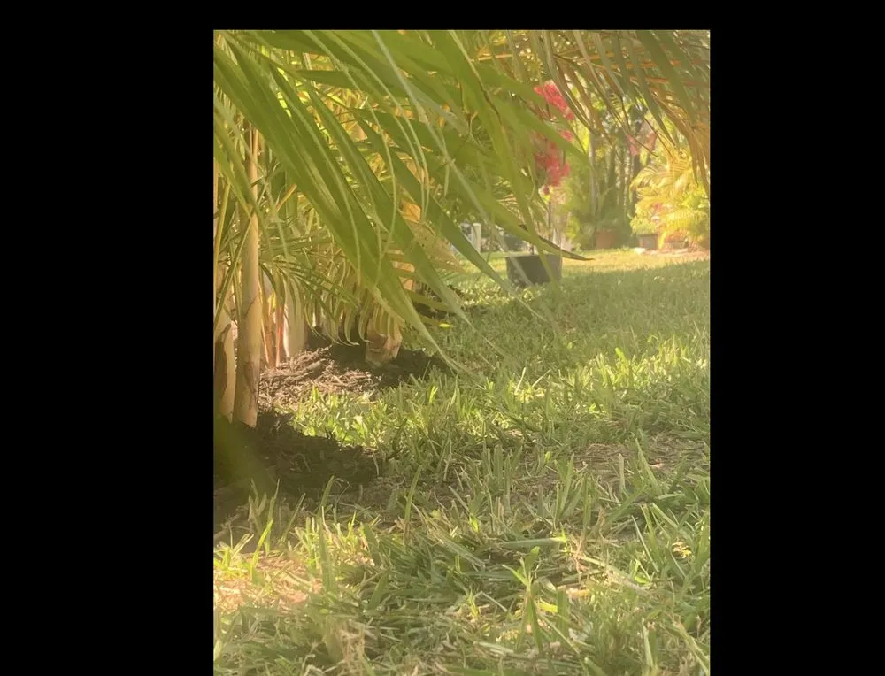 Local residential landscaping experts serving Arcadia, FL - Milazzo's Landscaping and Fence