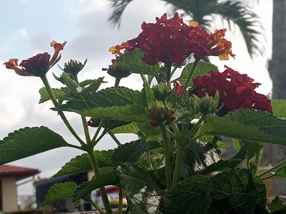 Affordable landscaping services for beautiful yards across Arcadia, FL - Milazzo's Landscaping and Fence