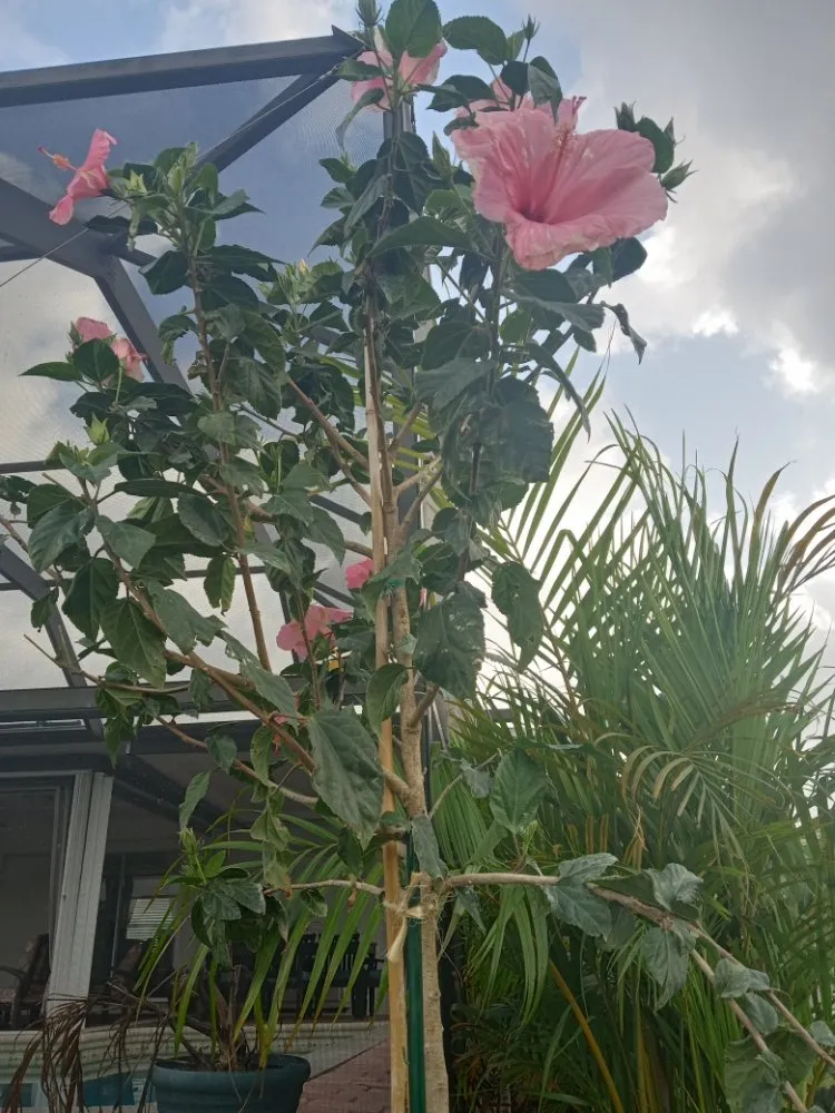 Professional lawn care service in Arcadia, FL - Milazzo's Landscaping and Fence