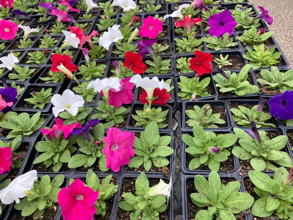 Local outdoor landscaping in San Antonio, TX - Milberger Landscaping