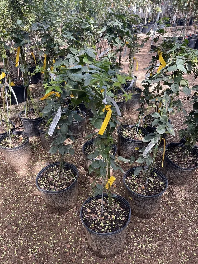 Custom residential landscaping experts serving San Antonio, TX - Milberger Landscaping