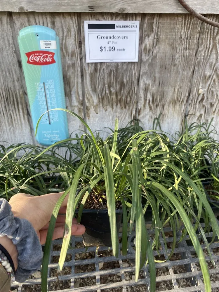 Professional landscape installation for year-round maintenance across San Antonio, TX - Milberger Landscaping