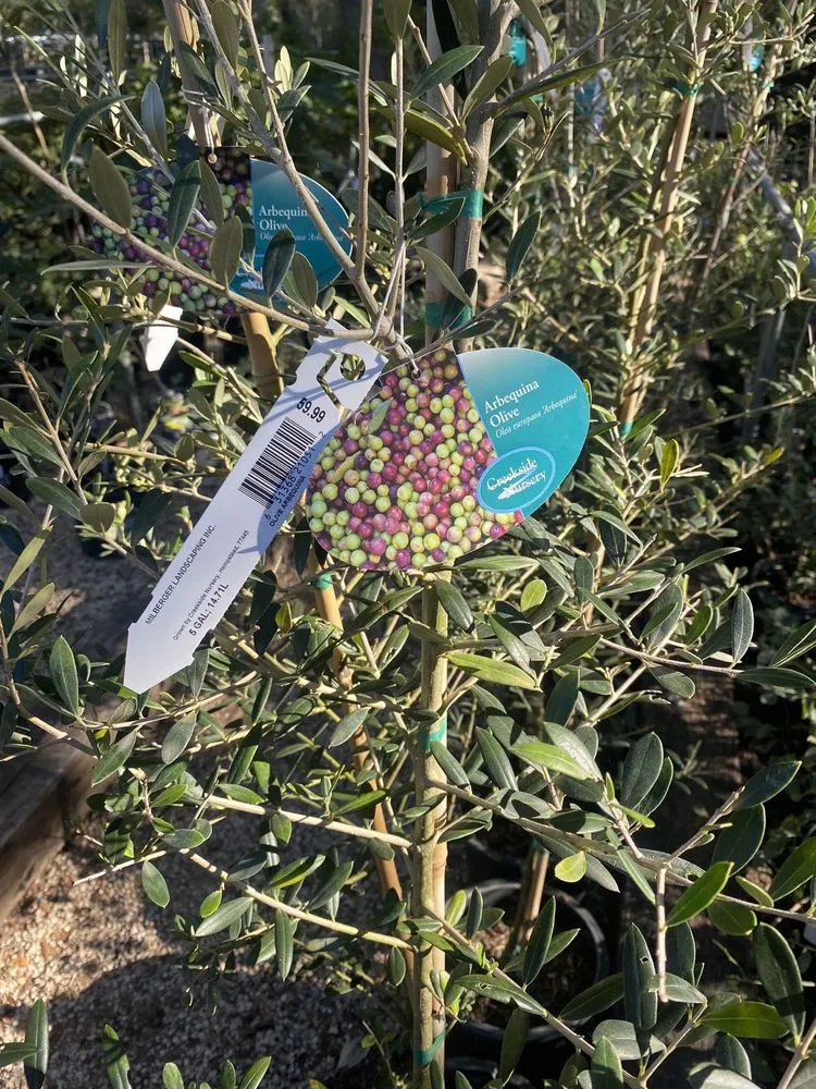 Professional yard cleanup service in San Antonio, TX - Milberger Landscaping