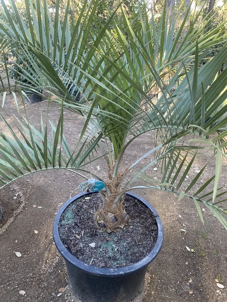 Custom outdoor landscaping in San Antonio, TX by Milberger Landscaping