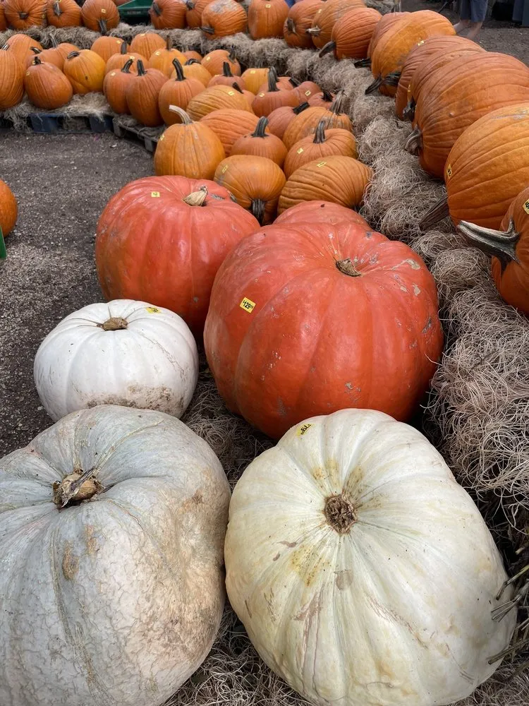 Trusted garden landscaping for year-round maintenance in San Antonio, TX by Milberger Landscaping