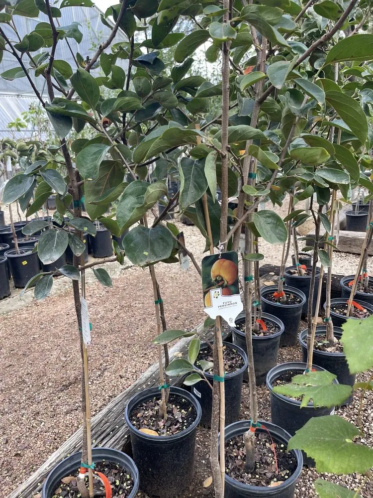 Expert landscape installation in San Antonio, TX - Milberger Landscaping