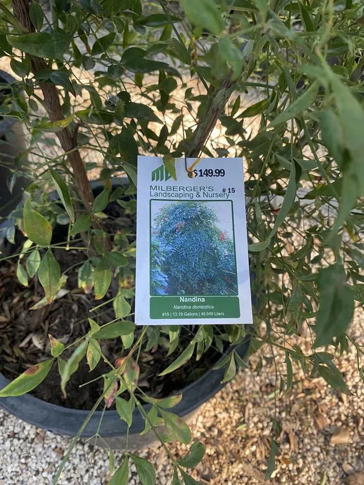 Reliable lawn care service experts serving San Antonio, TX - Milberger Landscaping